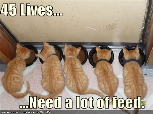 funny-pictures-kittens-have-many-lives.jpg